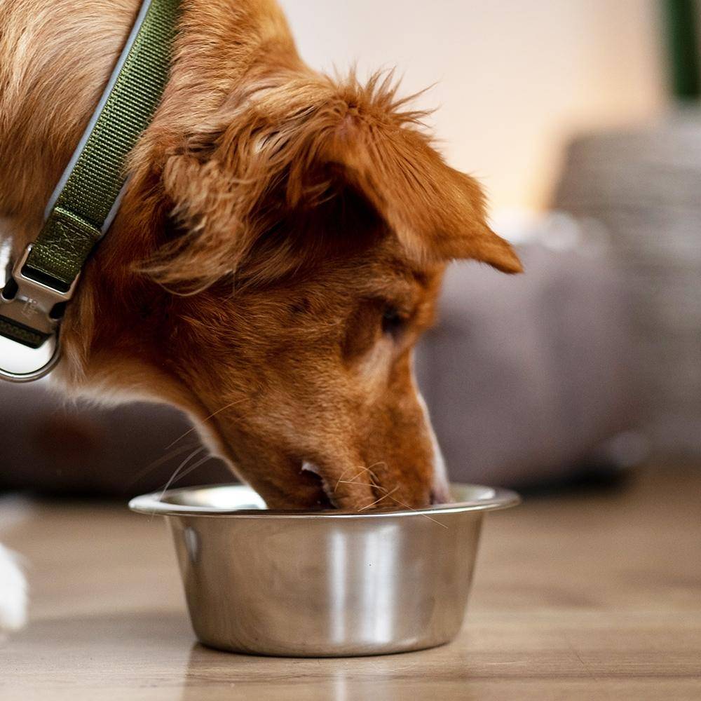 Stainless steel dog bowl 25.0 cm 2.50 ltr | Nobby